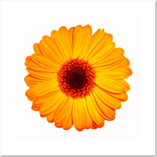 Cheerful Yellow Gerbera Daisy Posters and Art